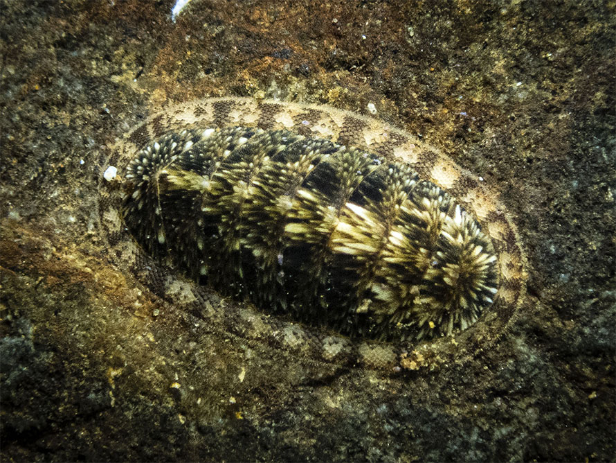Ischnochiton caliginosus